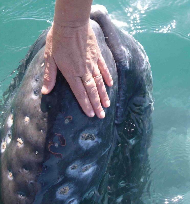 Gray whale calf - connecting with animals heals our hearts and souls