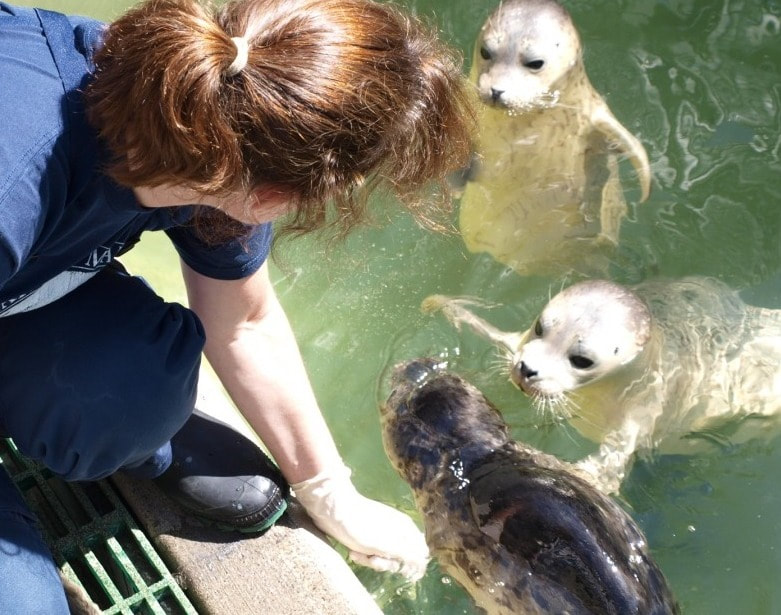 Picture of me with the Harbor seal pups at seal hospital