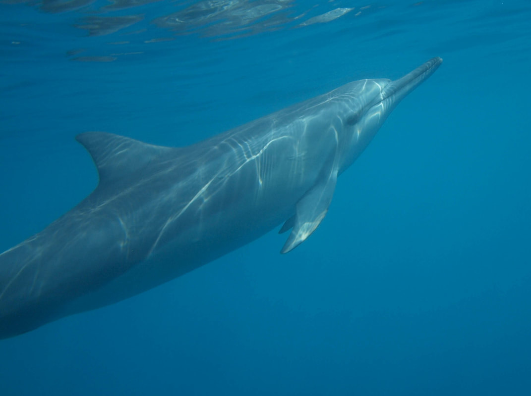 Nature Travel: An unforgettable day when Spinner Dolphins can choose to swim with us - the Big Island of Hawaii