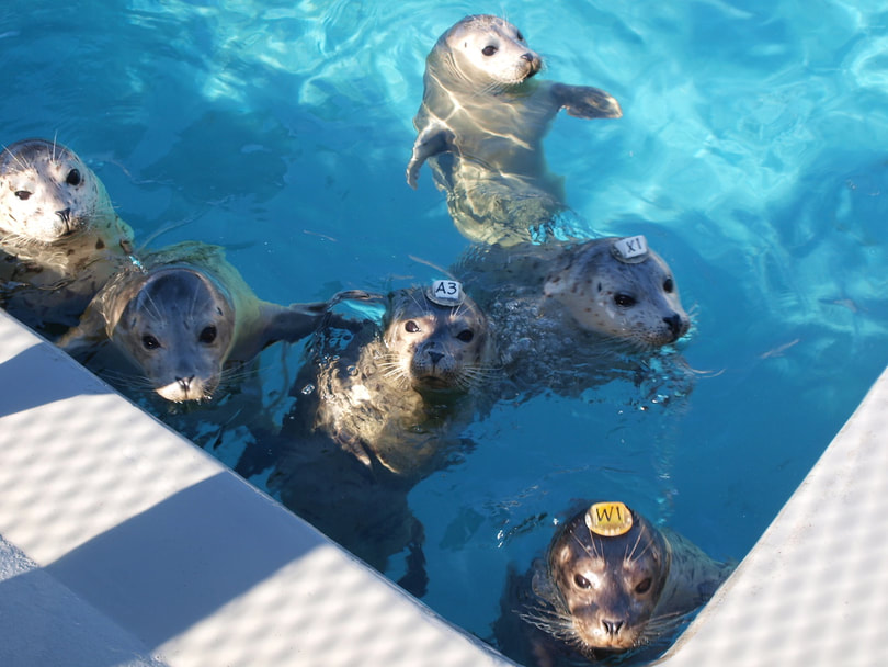 Nature Travel: Wildlife rehabilitation of rescued Harbor seal pups
