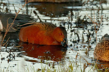 Nature Travel: The beauty of the Cinnamon Teal