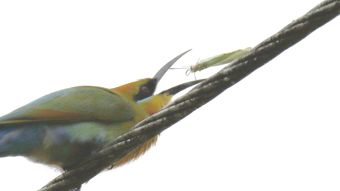 Nature travel and Birding: Rainbow Bee Eater almost loses his prey