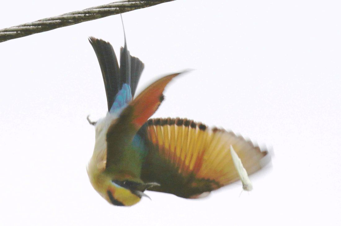 Nature Travel and birding: Rainbow Bee Eater dives for last of his prey