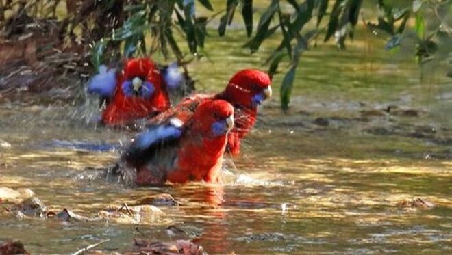 Crimson Rosellas bath in stream in Victoria, Australia