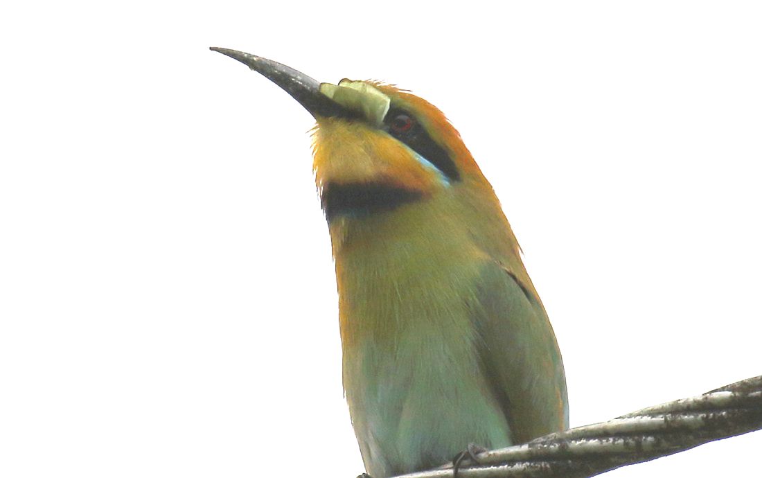 Nature Travel and Birding: Rainbow Bee Eater swallows last of his Butterfly