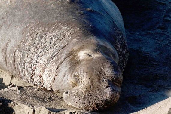Elephant seal bull sleeps on beach at rookery