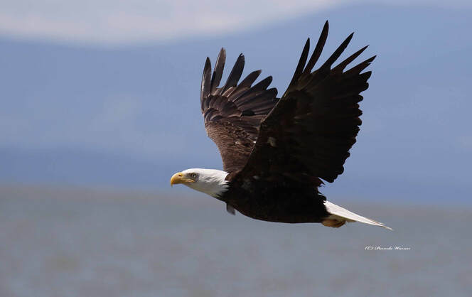 Nature Travel and Birding: Bald Eagle flies over the water