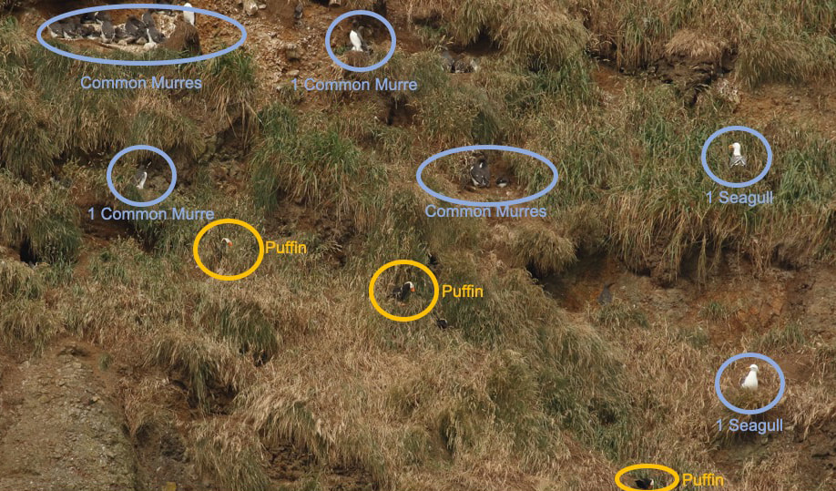 Nature Travel: Example diversity of birds nesting at Cannon Beach, OR