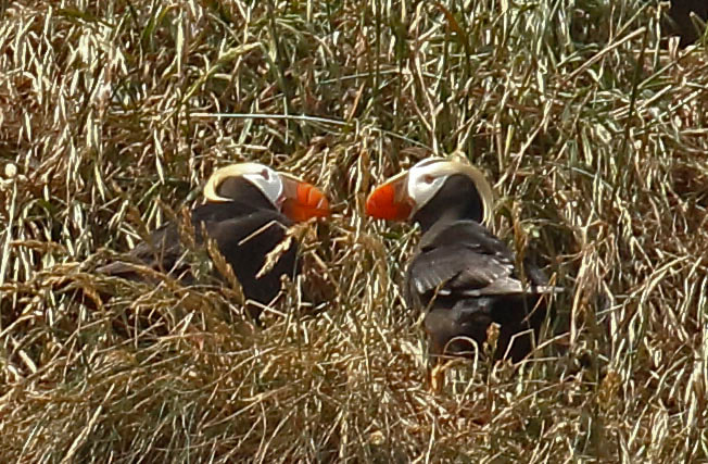Nature Travel: Nesting Tufted Puffins at Cannon Beach, OR