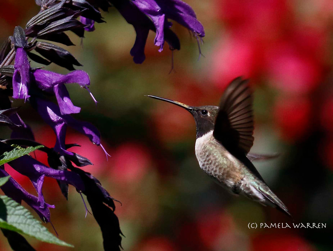 Black-chinned Hummingbird enjoys the purple salvia