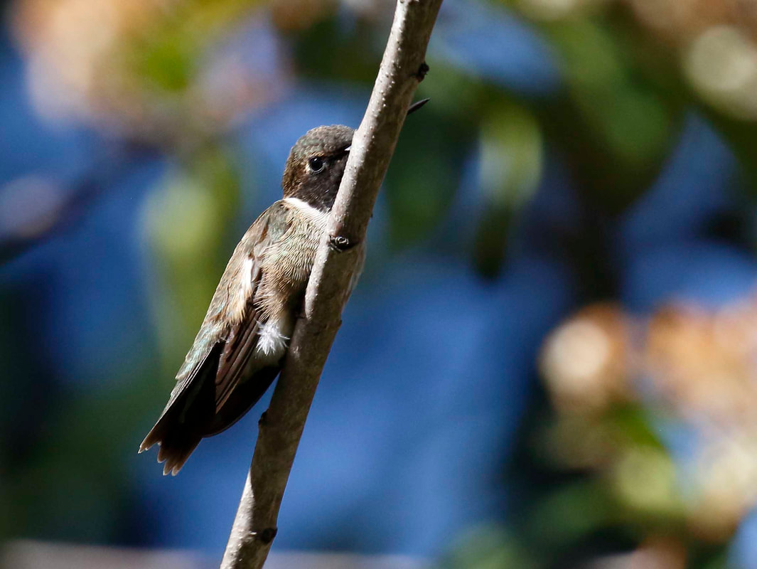 Black-chinned Hummingbird stares back at his paparazzi.
