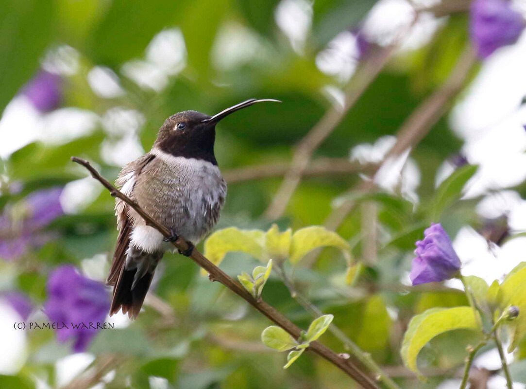 Black-chinned Hummingbird sticks out his tongue as he preens