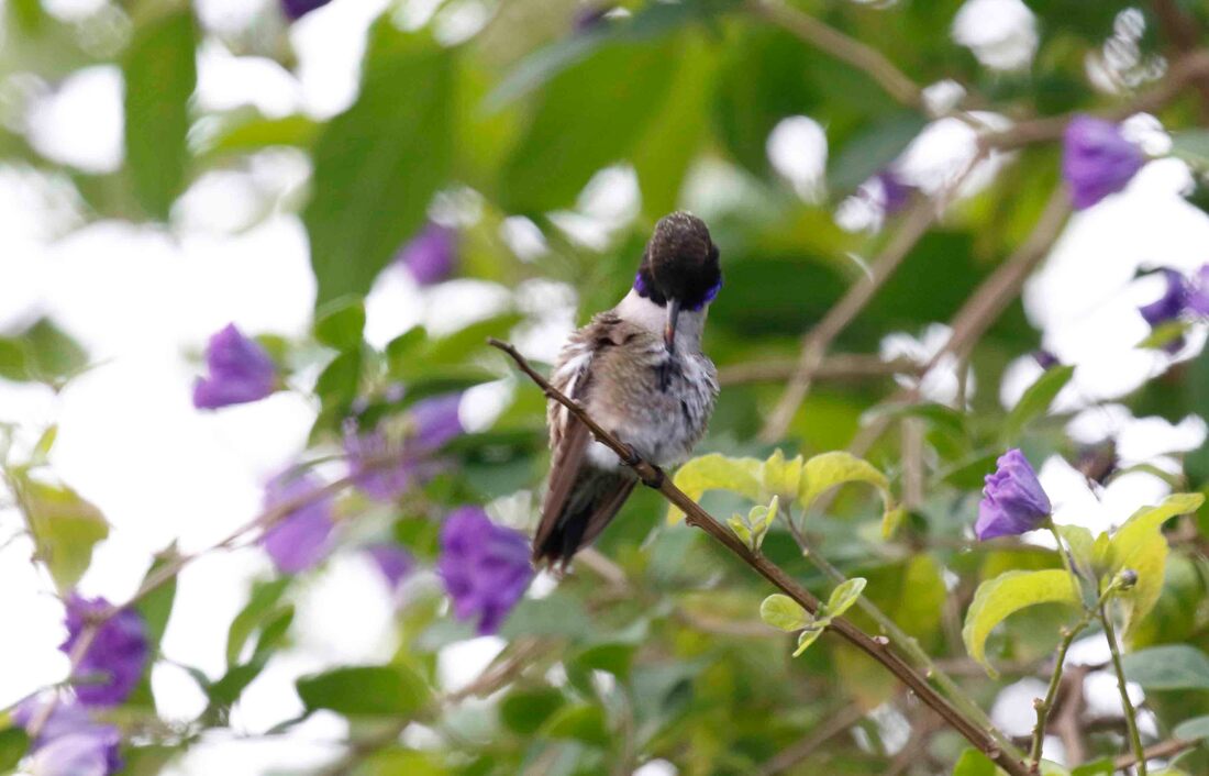 Black-chinned Hummingbird chin color matches the colors of the garden as he preens.