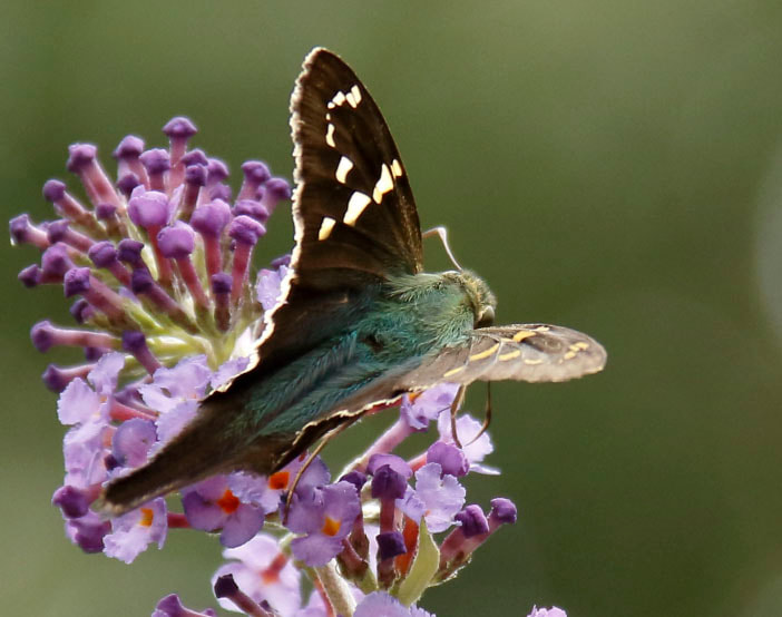 Butterflies in nature: Long-tailed Skipper