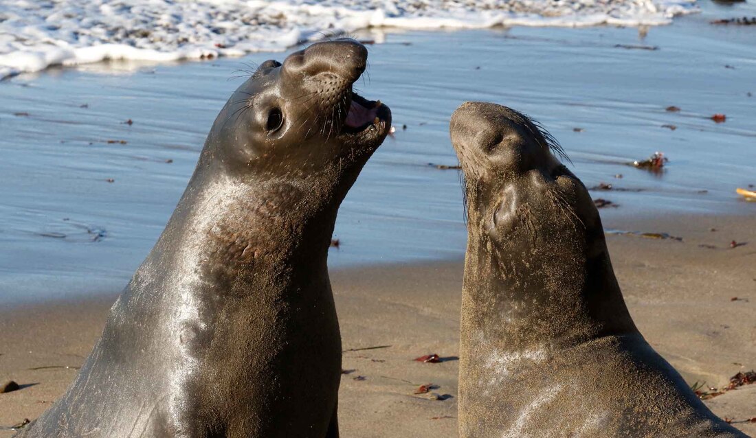 Young Elephant seal bulls practice sparring at Piedras Blancas rookery