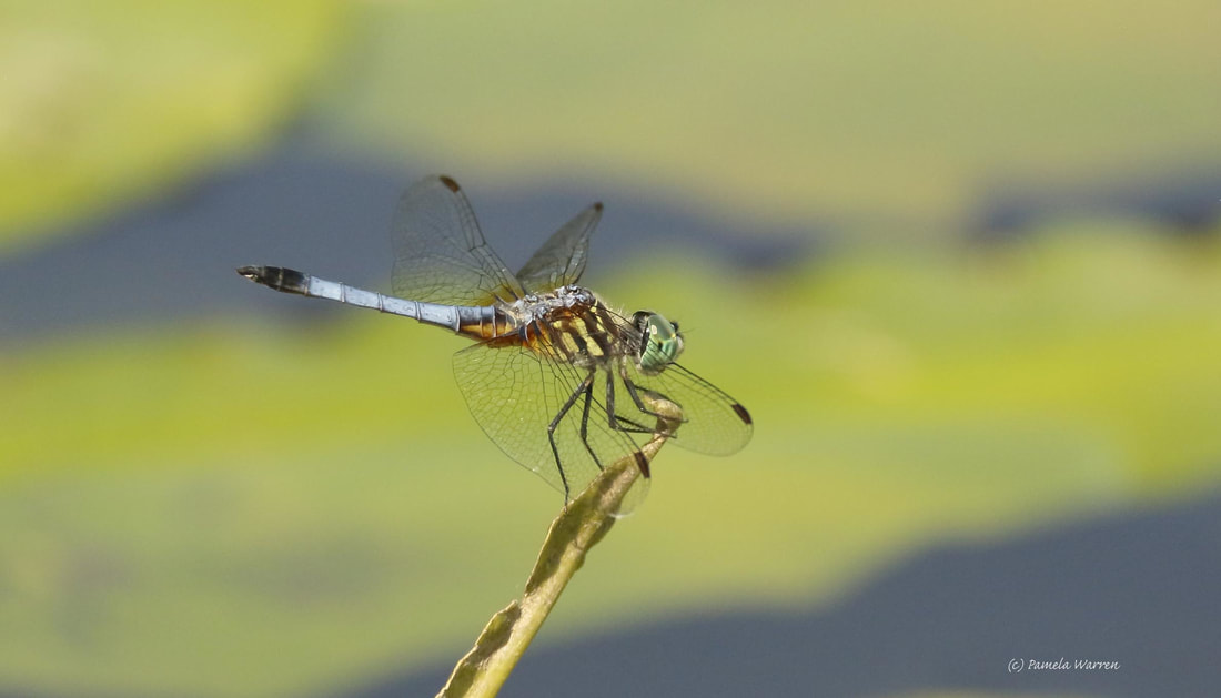 Nature Travel: A gorgeous dragonfly as 