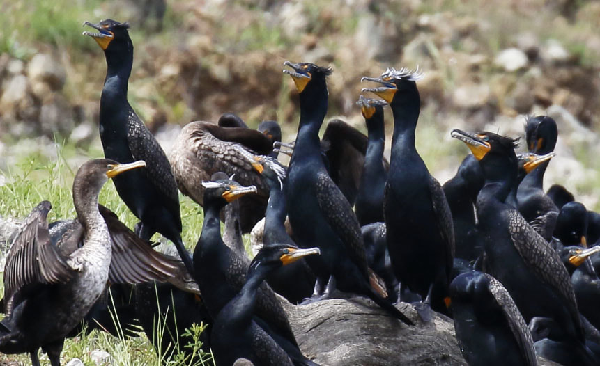 Birding: Double-crested Cormorants in breeding plumage