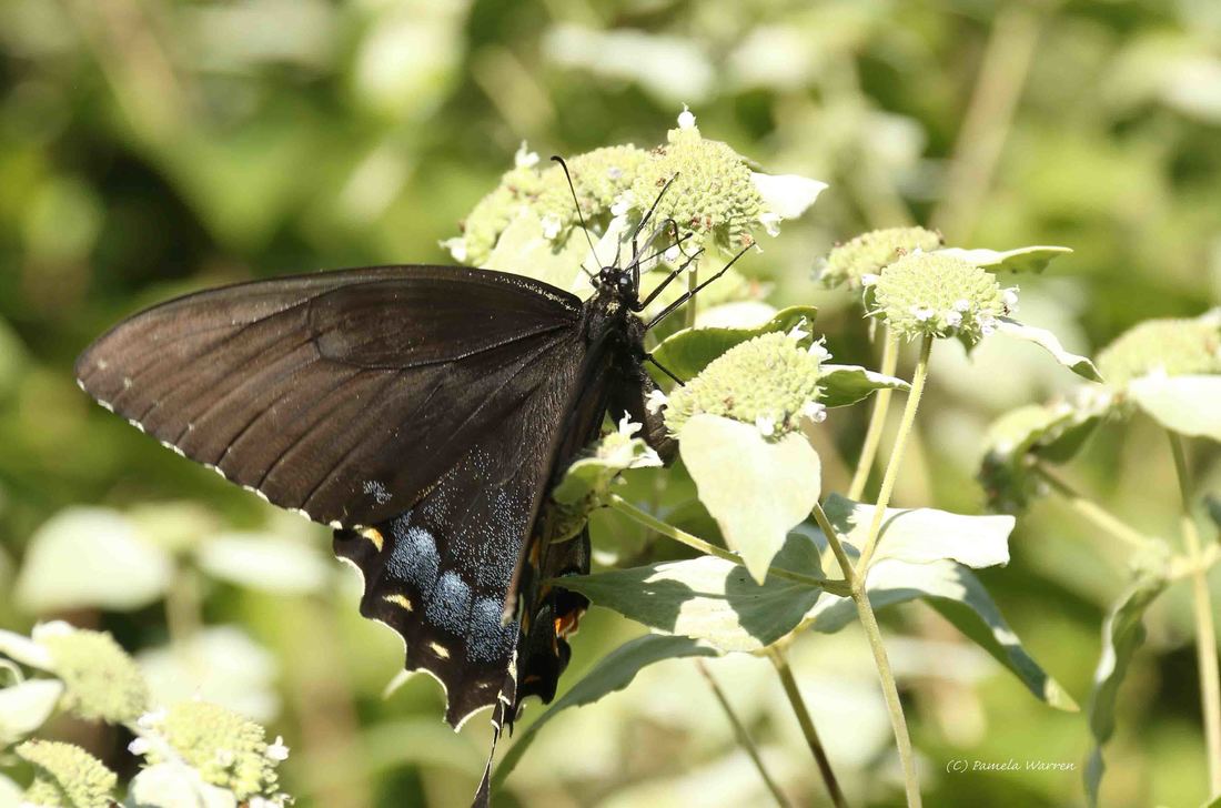 Nature Travel: The black version of the female Eastern Tiger Swallowtail butterfly