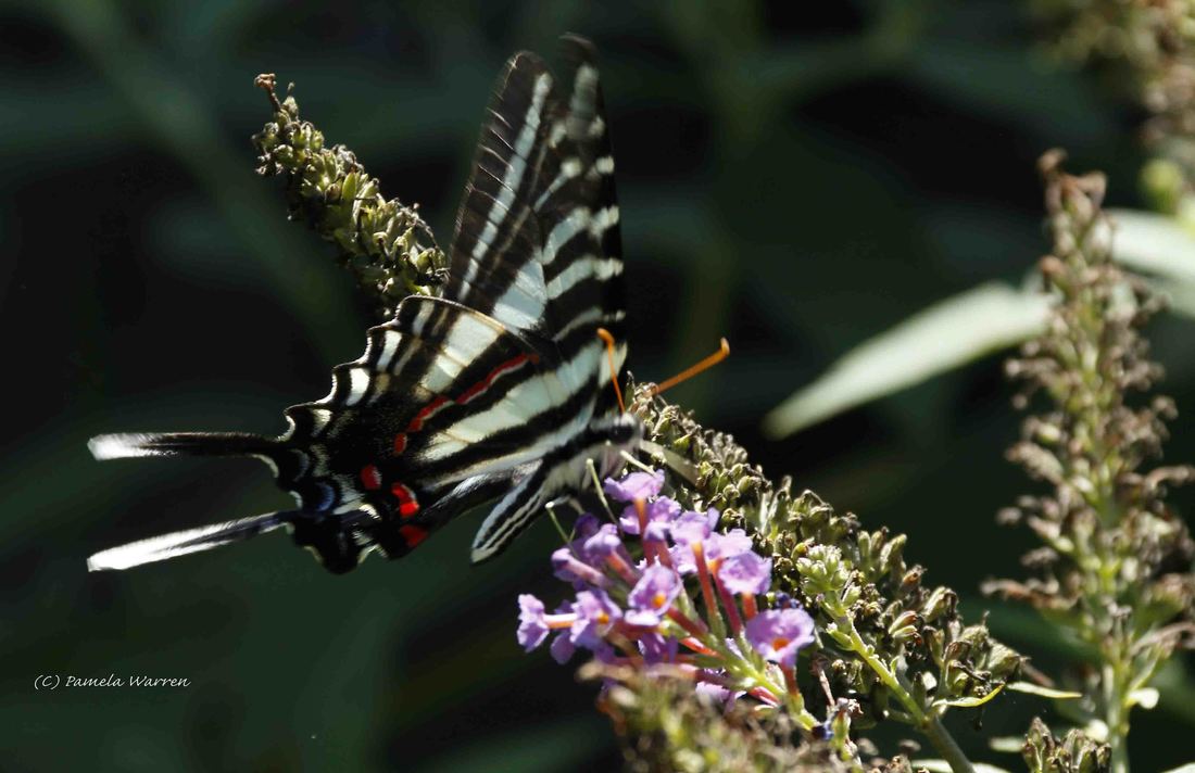 Nature Travel: A Zebra Swallowtail on Butterfly bush