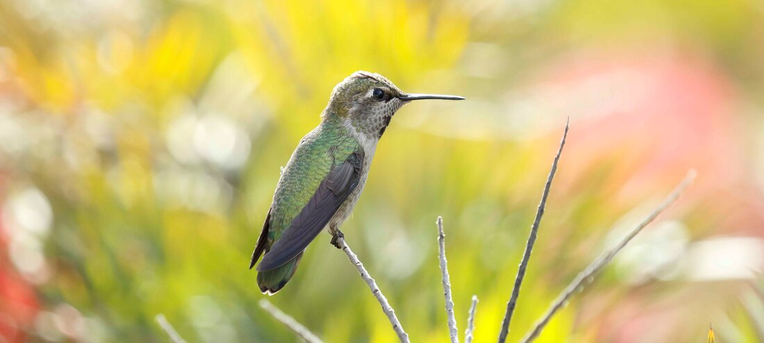 Picture of Hummingbird - The outcome of energy healing can lighten you and bring joy back into your life