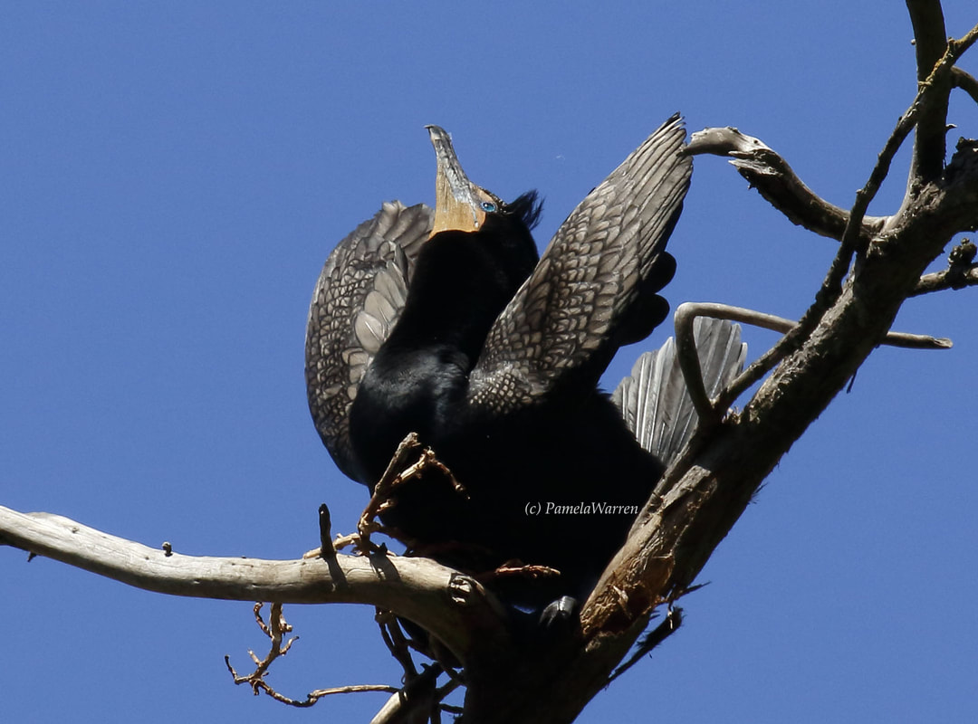 Nature Travel: Nesting Double-crested Cormorant posturing near nest in Morro Bay, CA