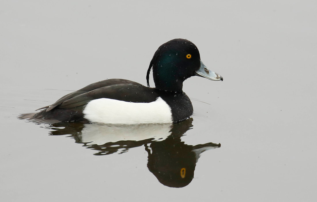 Nature Travel: Birding payoff with a Tufted Duck at RSPB Rye Meads