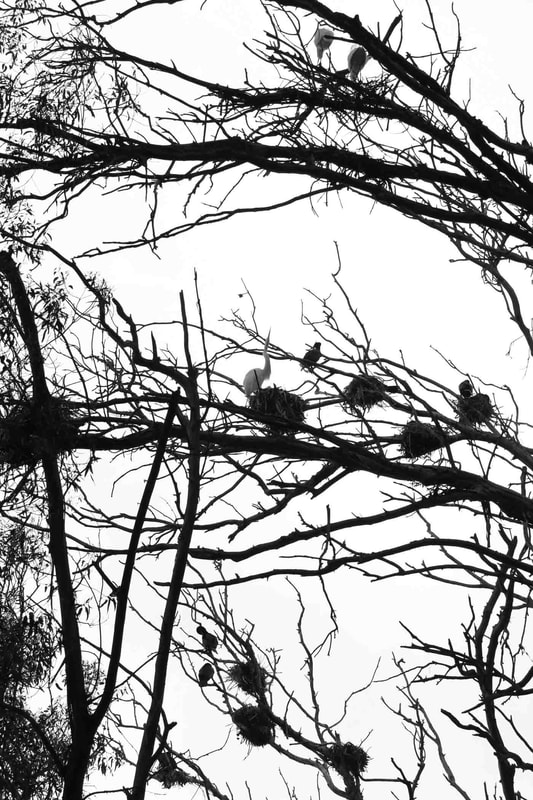 Nature Travel: Co-mingled nests in Morro Bay, CA