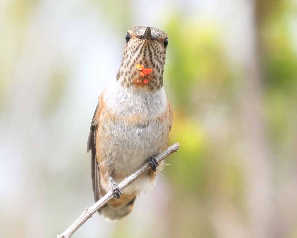 Backyard Birding: Allen's Hummingbird dares the competition